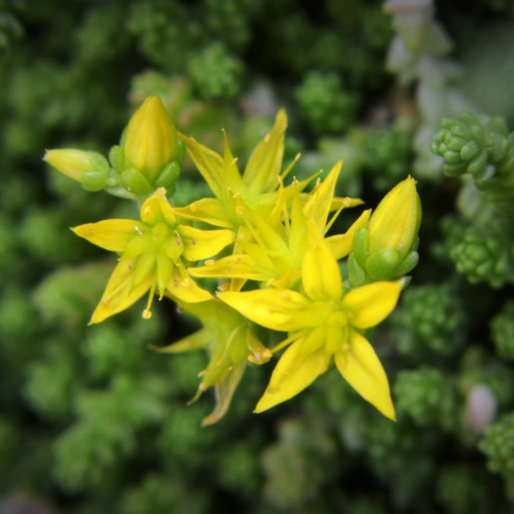 Sedum acre - Borracina acre