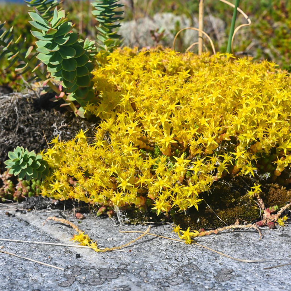 Sedum acre - Borracina acre