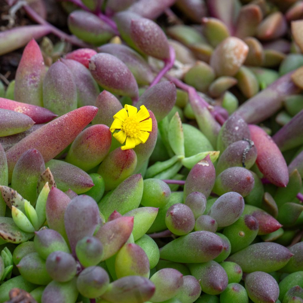 Pianta del rosario - Senecio herreianus Purple Flush