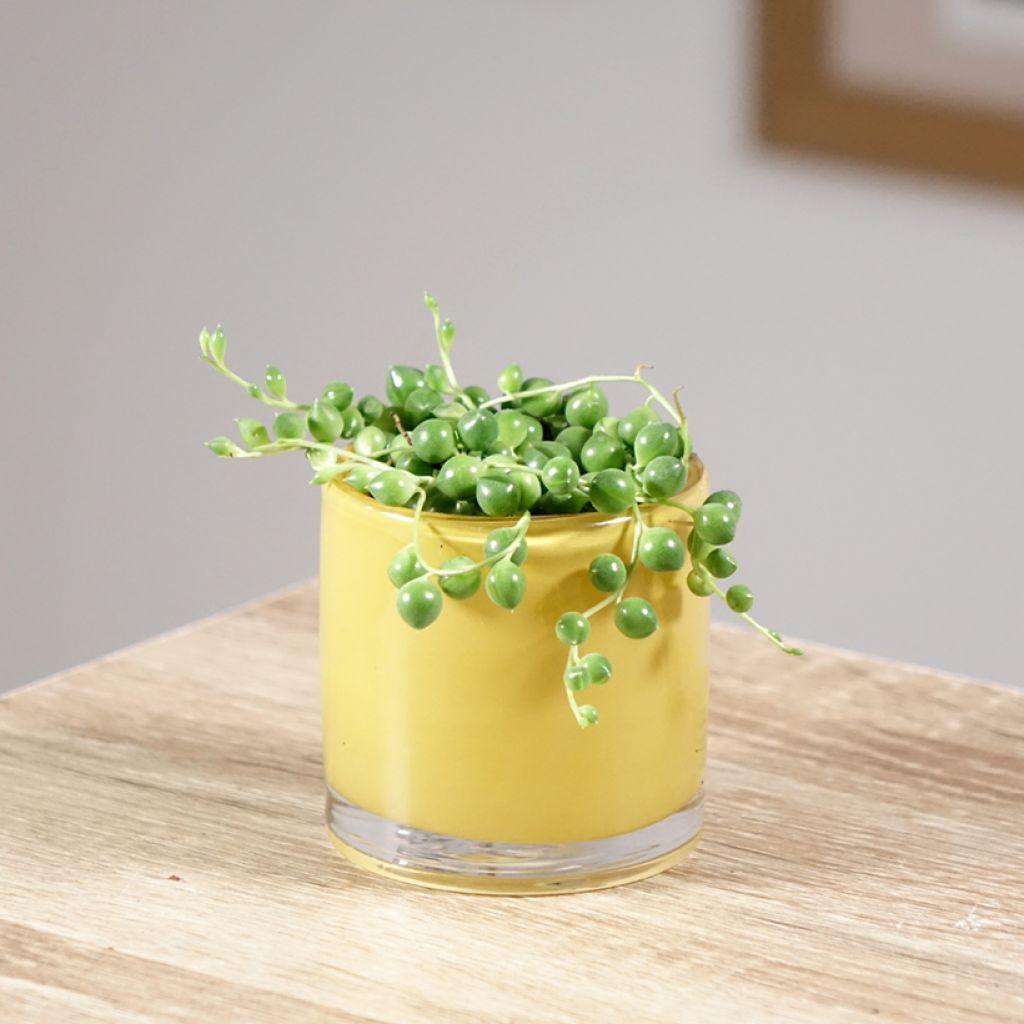 Pianta del rosario - Senecio herreianus