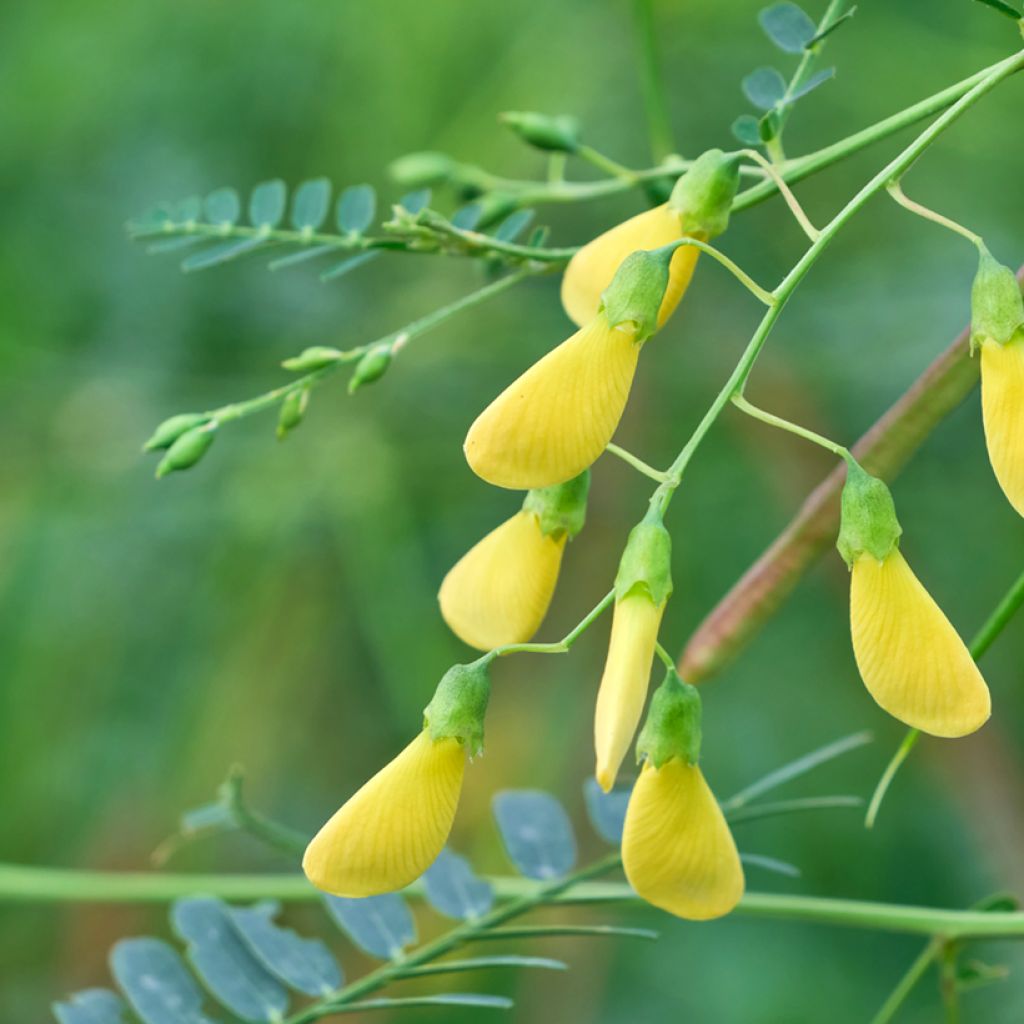 Sesbania javanica