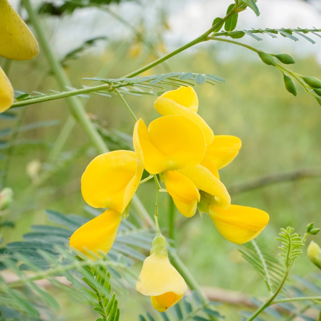 Sesbania javanica
