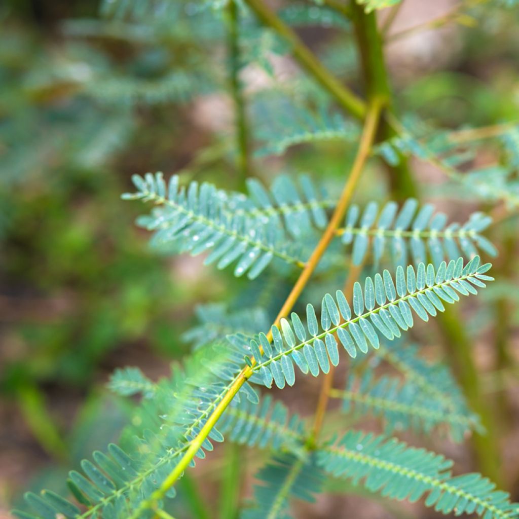 Sesbania javanica