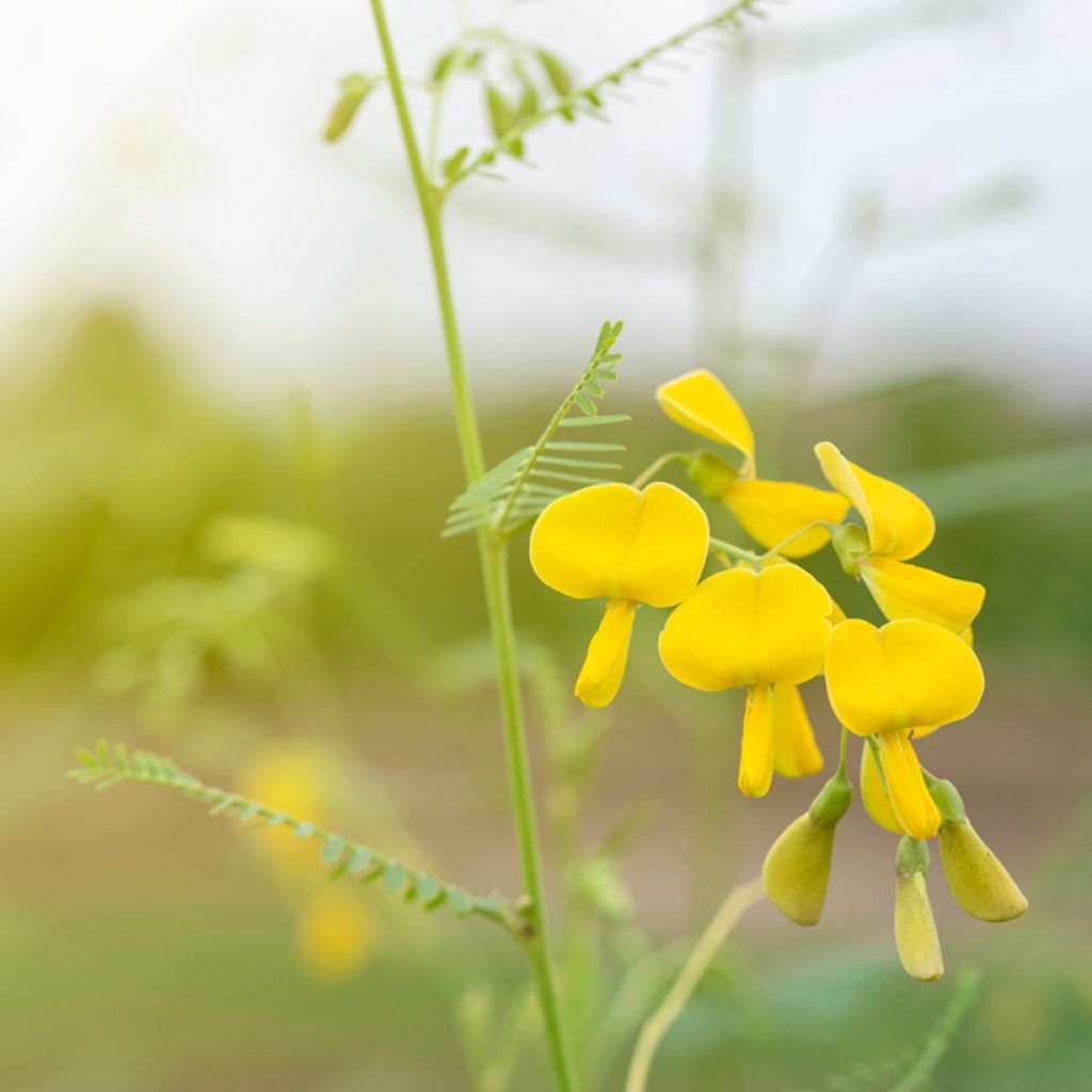 Sesbania javanica