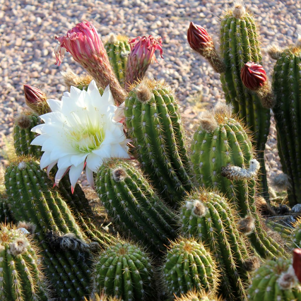 Cactus - Stenocereus thurberi