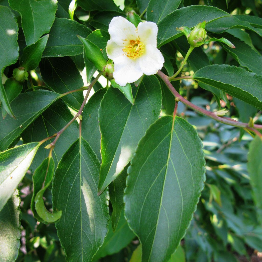 Stewartia monadelpha