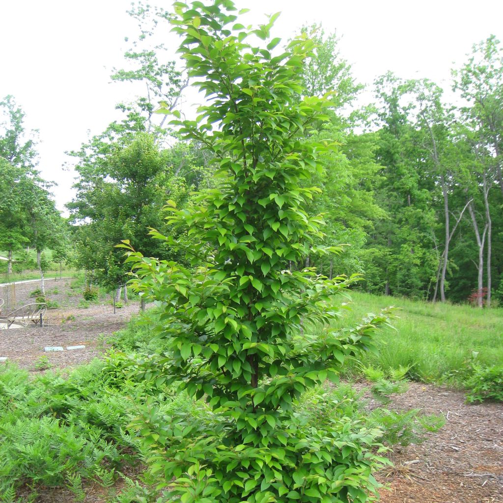 Stewartia monadelpha