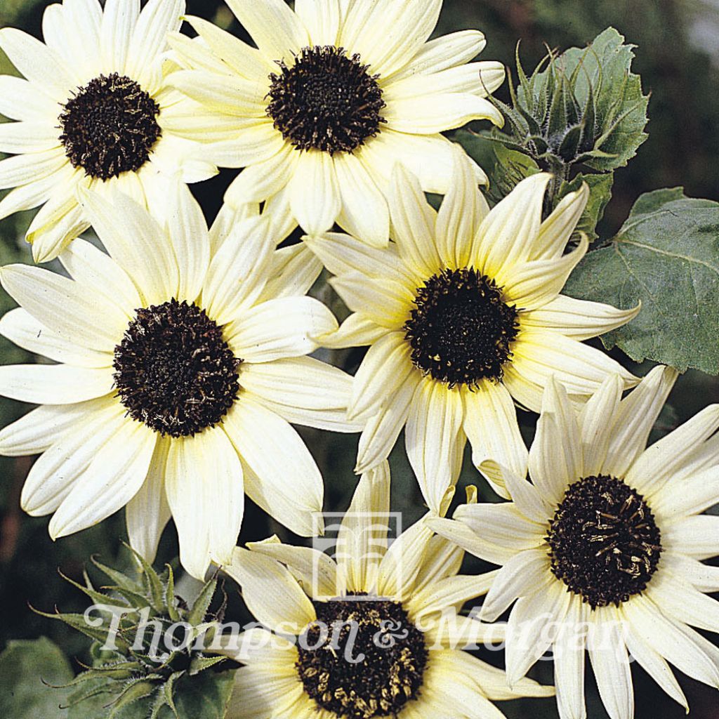 Tournesol Italian White