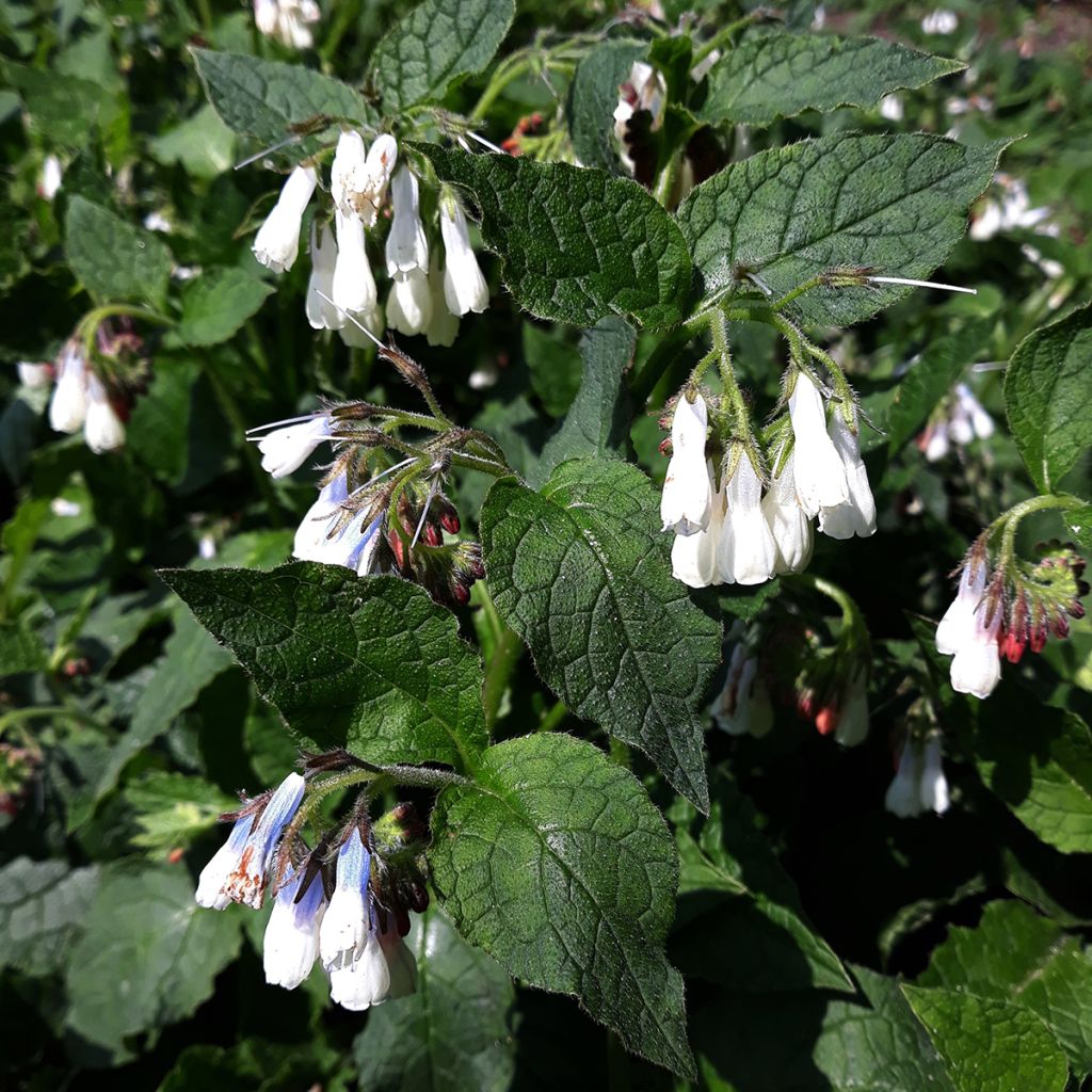 Symphytum grandiflorum Hidcote Blue - Consolida a grandi fiori