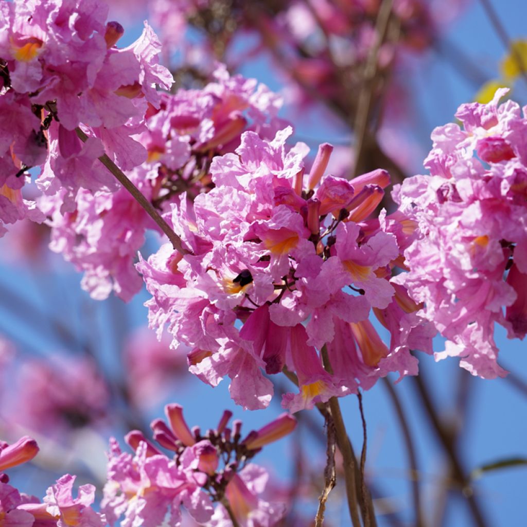 Tabebuia impetiginosa - Lapacho
