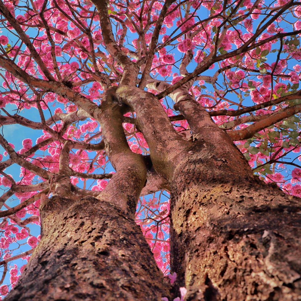 Tabebuia impetiginosa - Lapacho