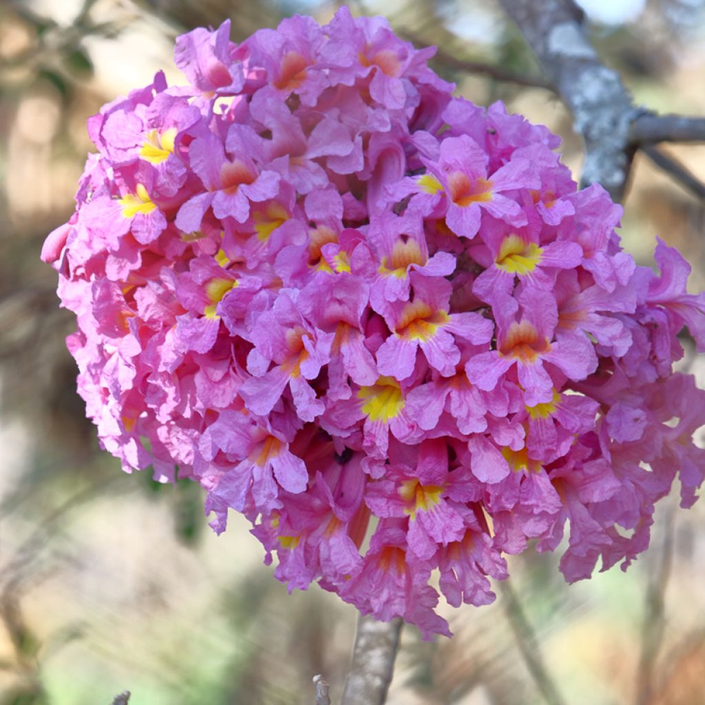 Tabebuia impetiginosa - Lapacho