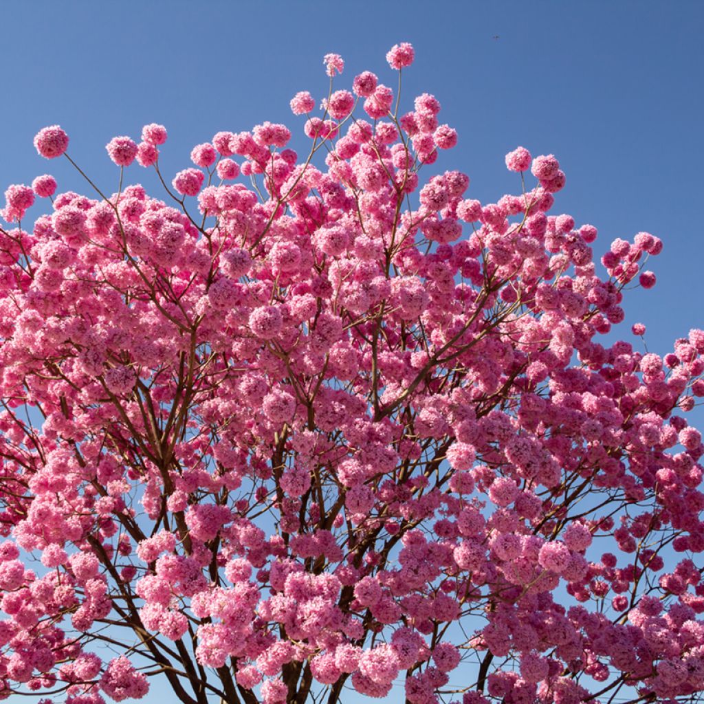 Tabebuia impetiginosa - Lapacho