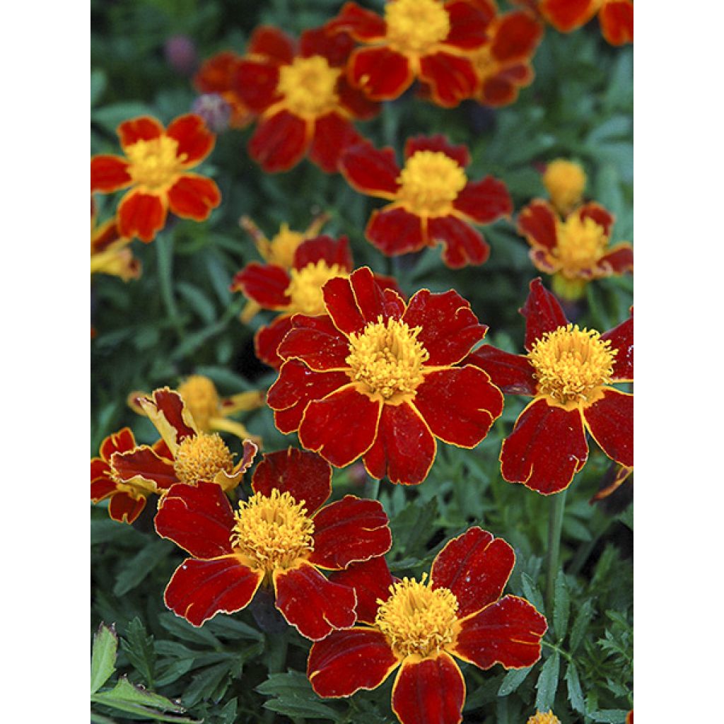 Tagetes patula Red Knight - Tagete