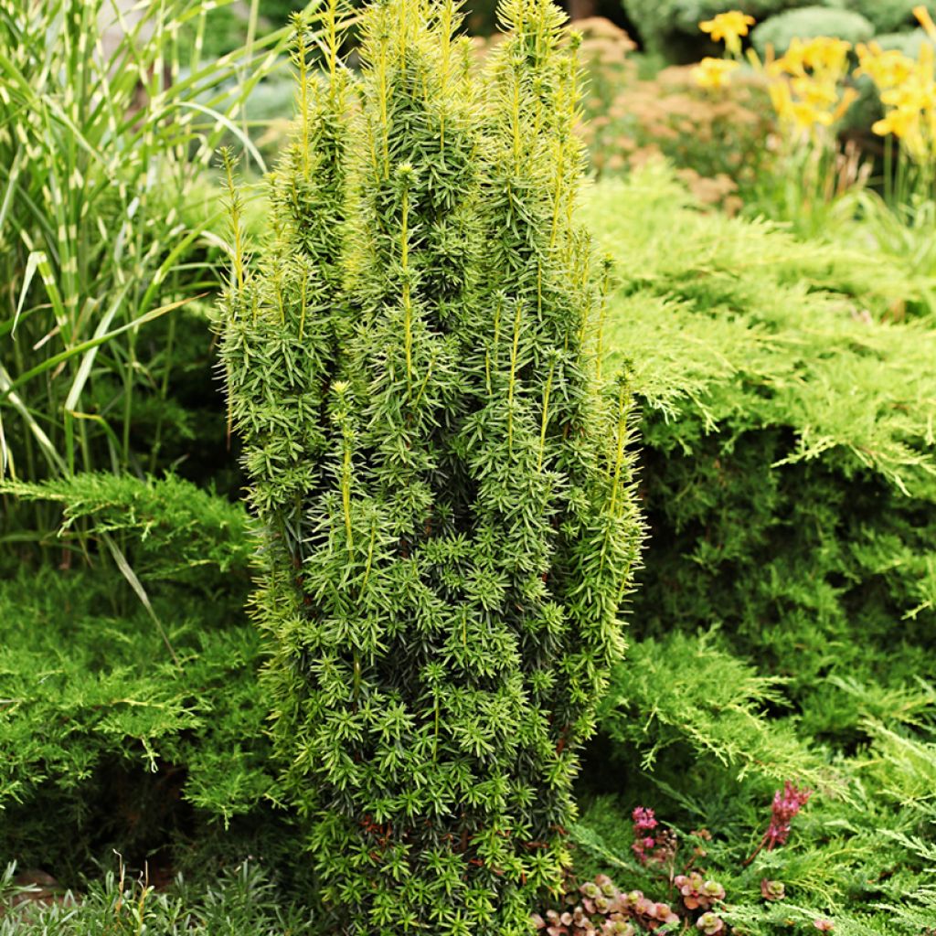 Taxus baccata - Tasso comune