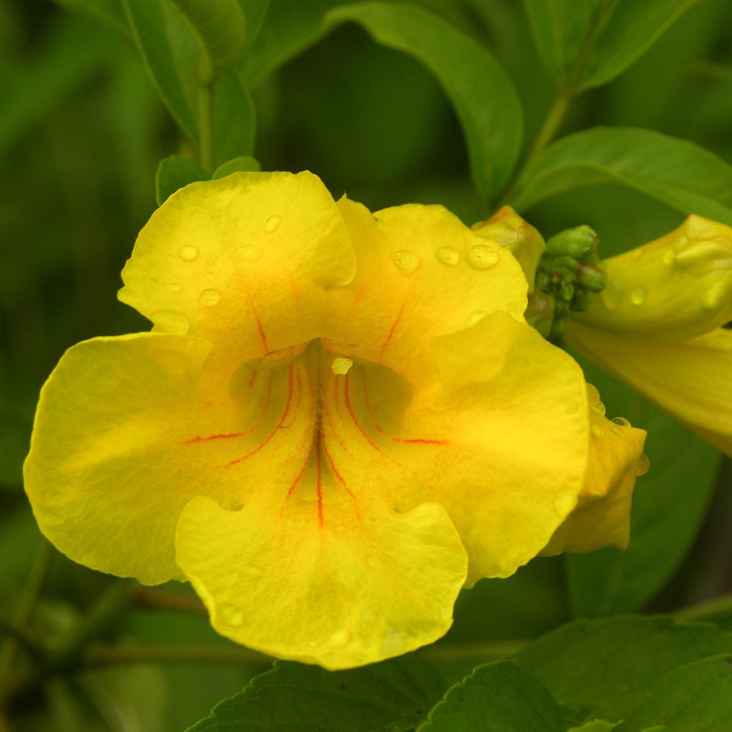 Tecoma stans - Trompette d'or