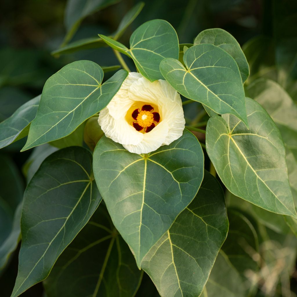 Thespesia populnea