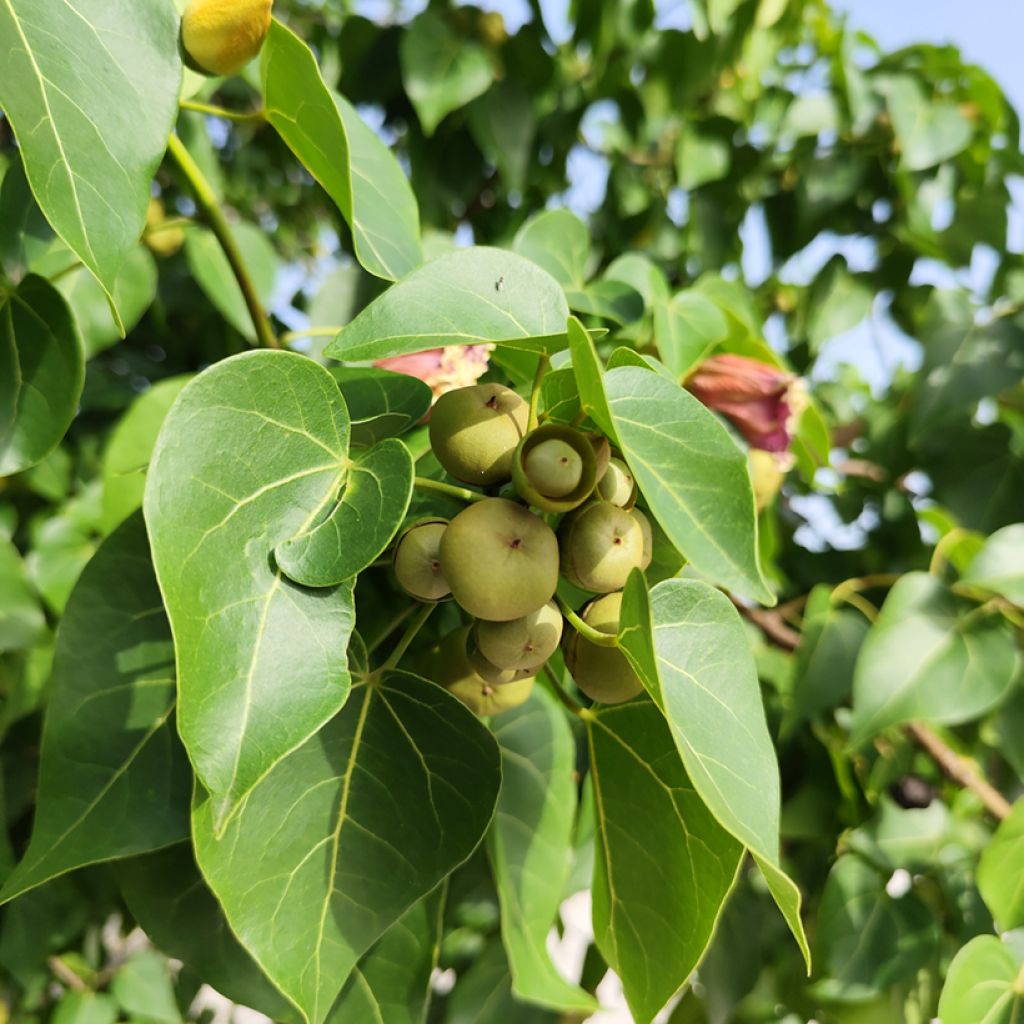 Thespesia populnea
