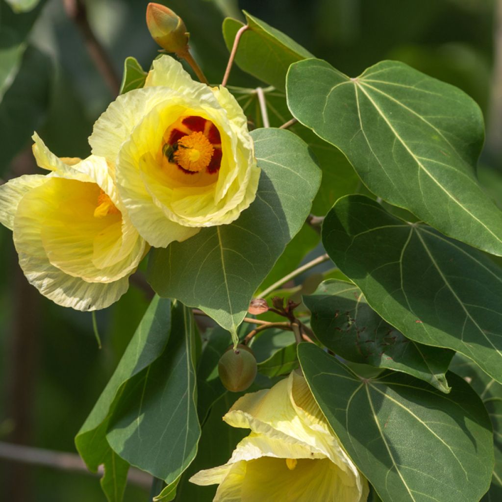 Thespesia populnea