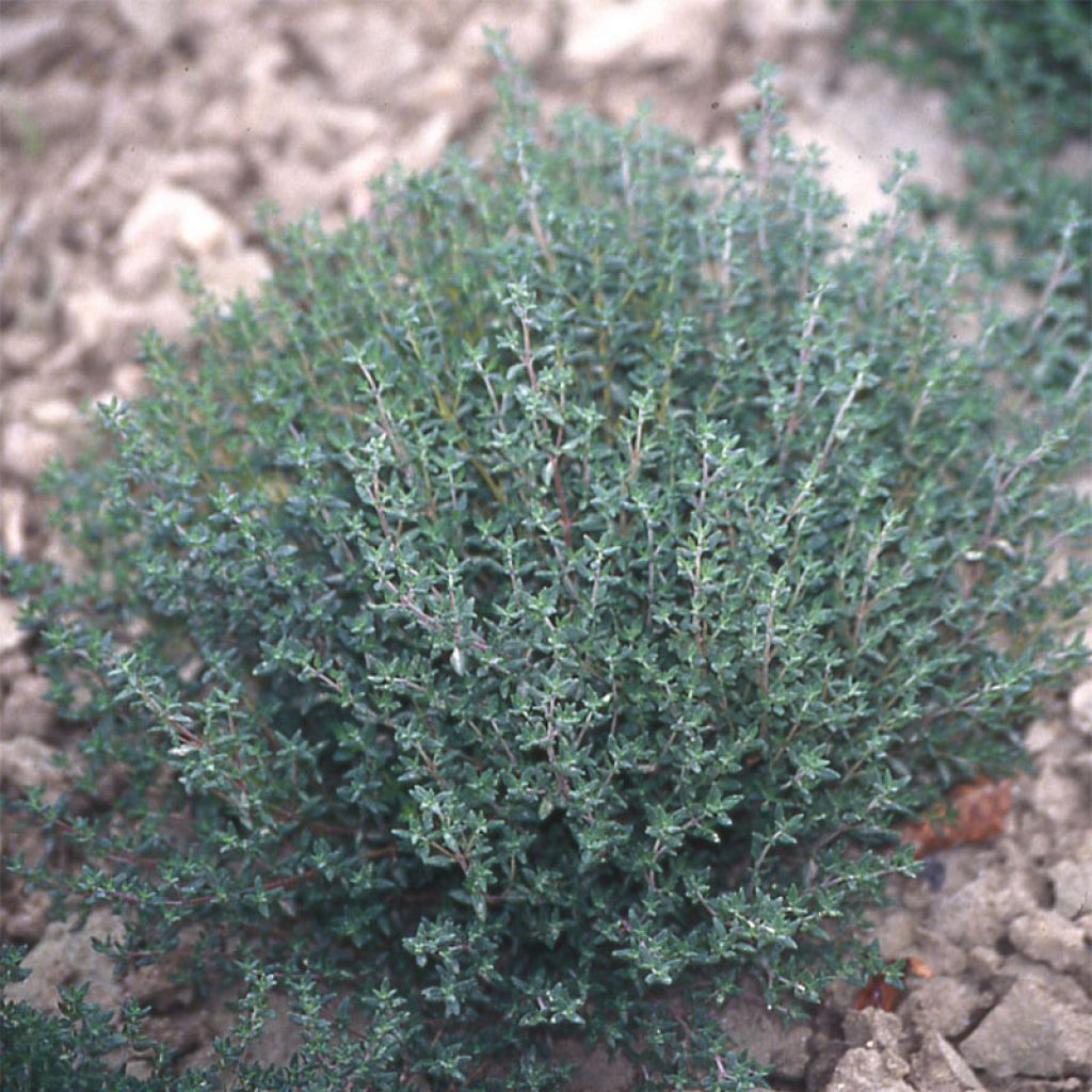 Thymus vulgaris Hiver - Timo