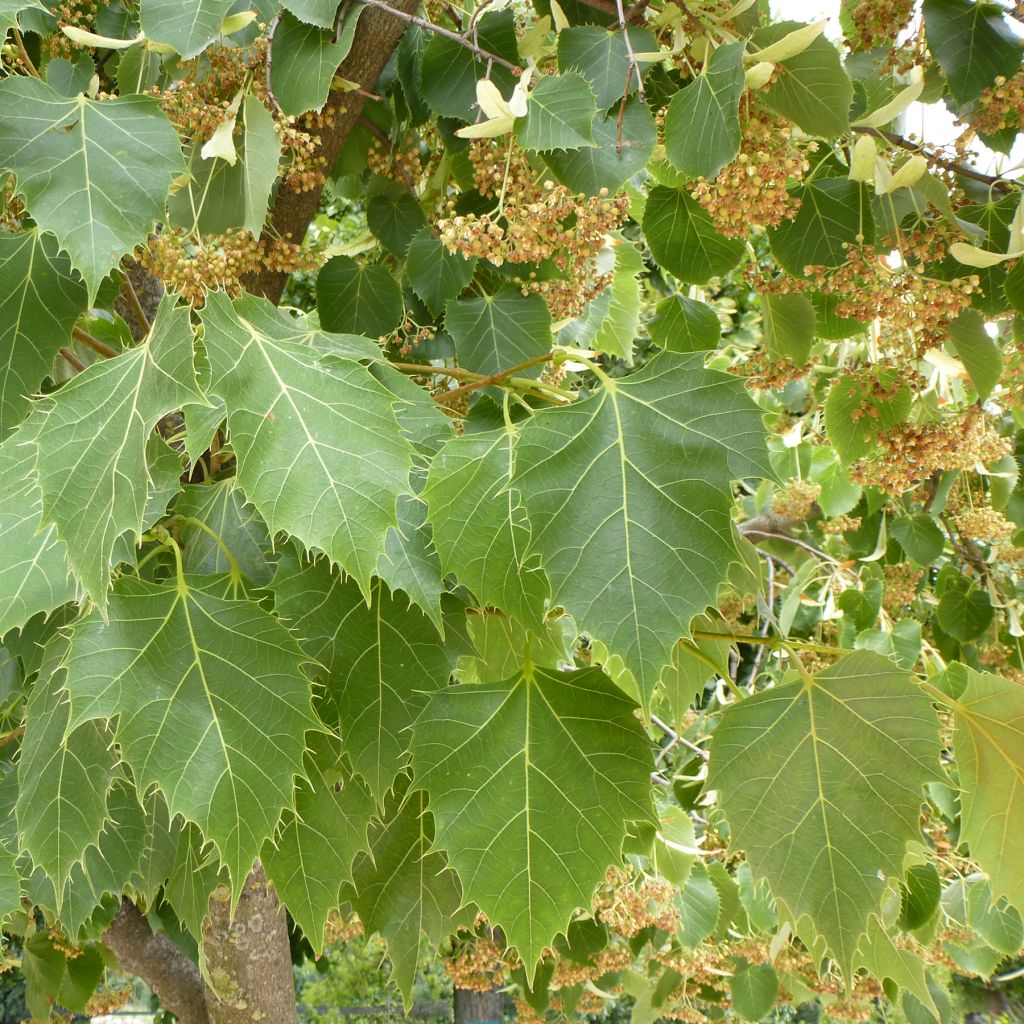 Tilia henryana - Tilleul de Henry