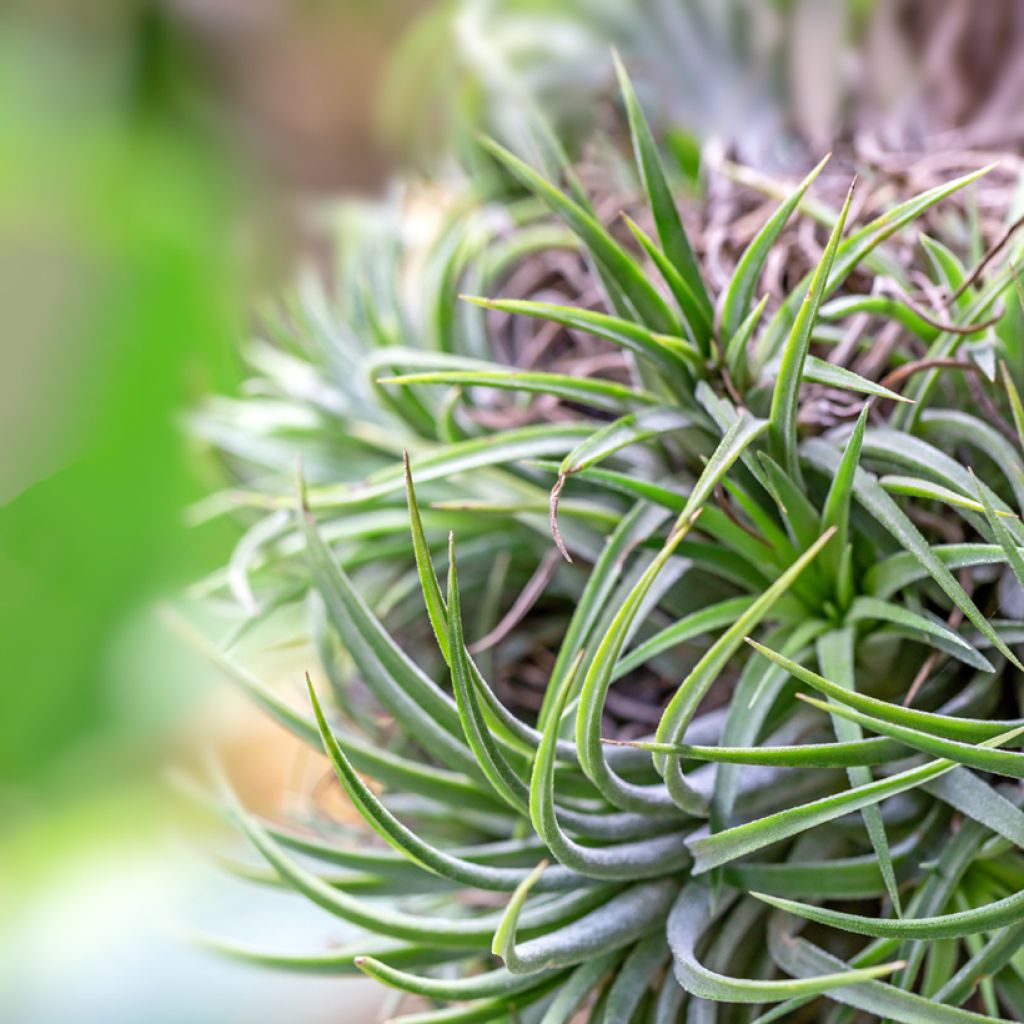 Tillandsia Mizuki - Pianta dell'aria