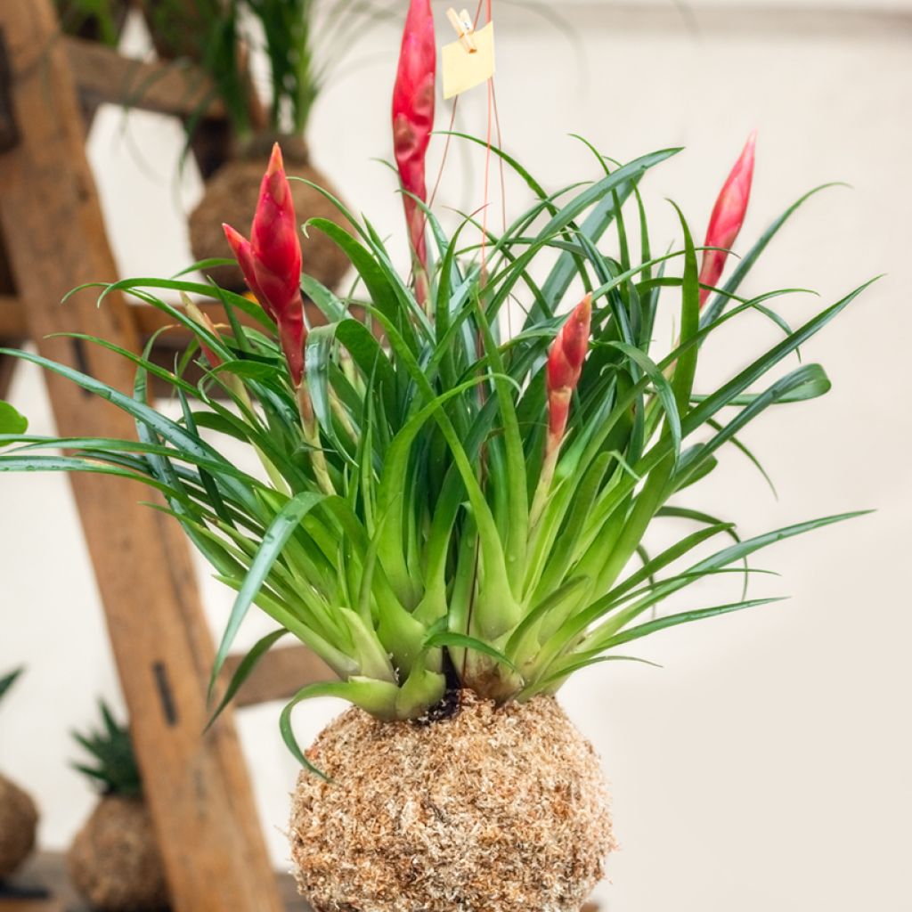Tillandsia Mizuki - Pianta dell'aria