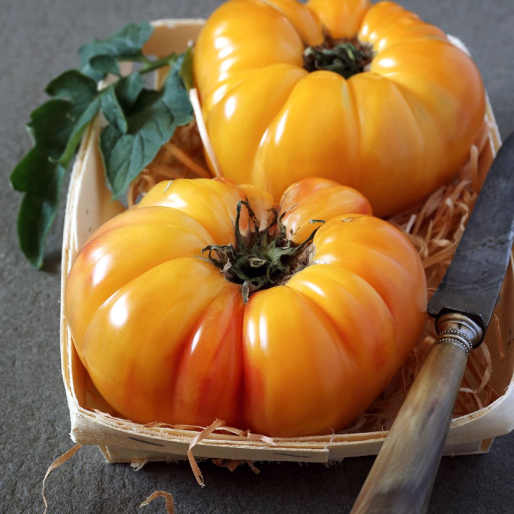 Pomodoro cuore di bue/Beefsteak Ananas Bio (semi)