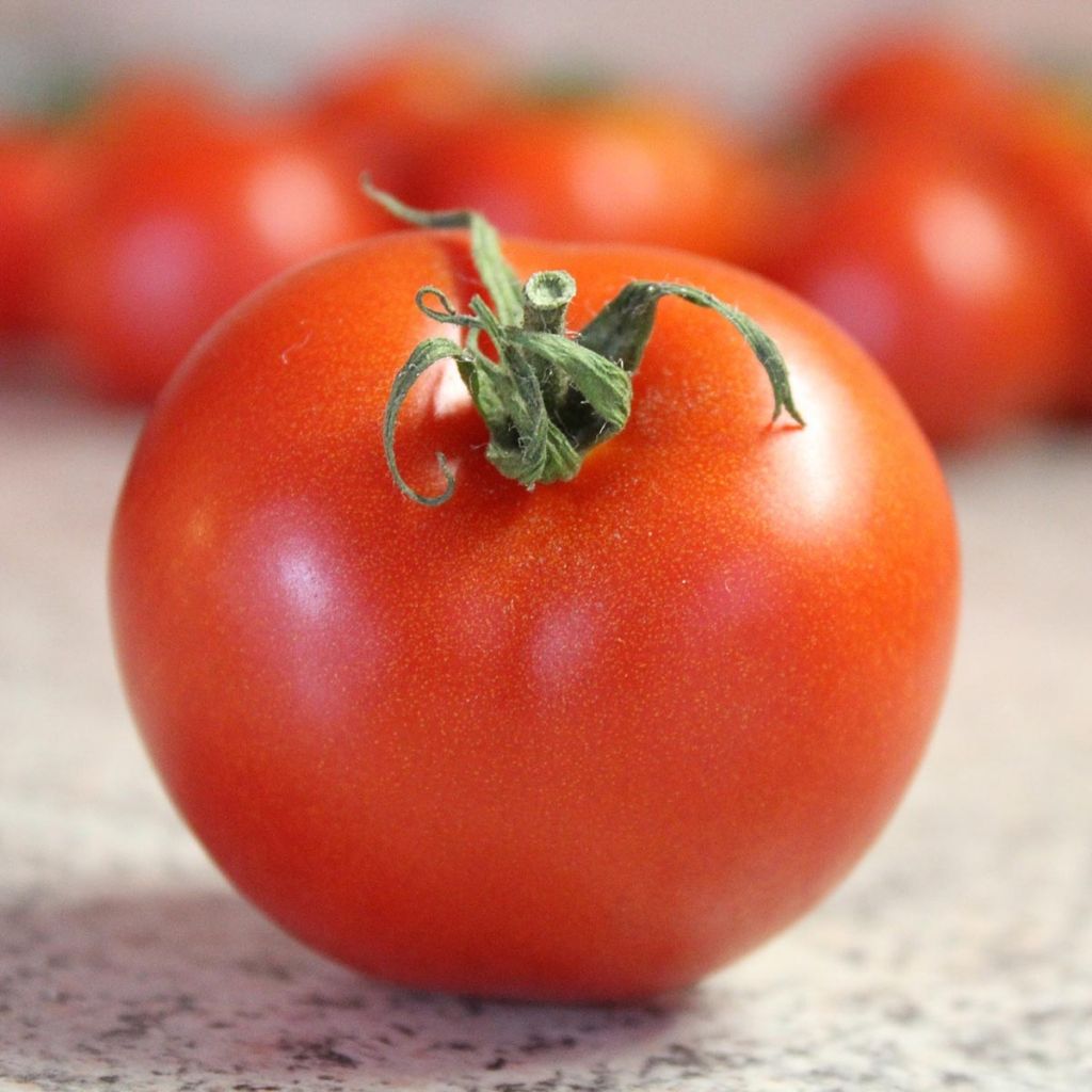 Tomate Bali F1 en plants
