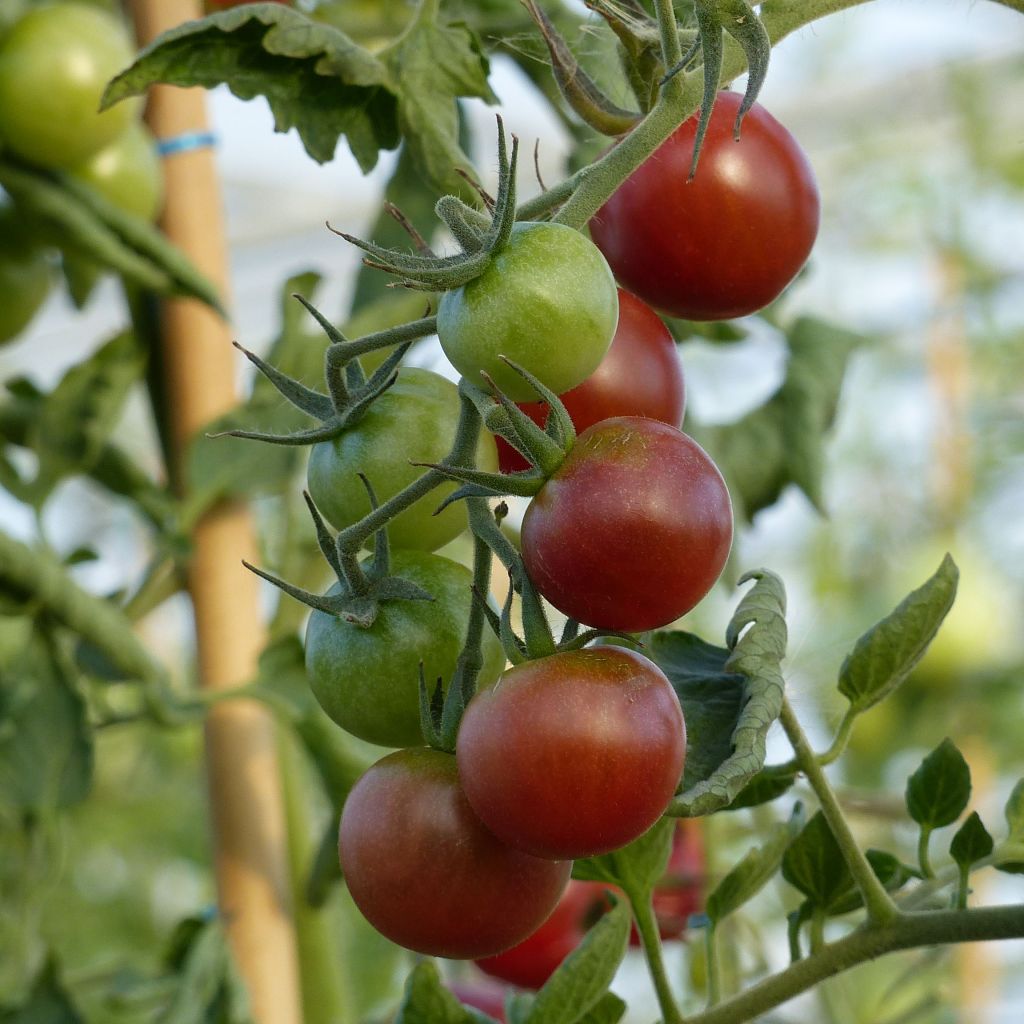 Tomate Black Cherry - Tomate-cerise noire