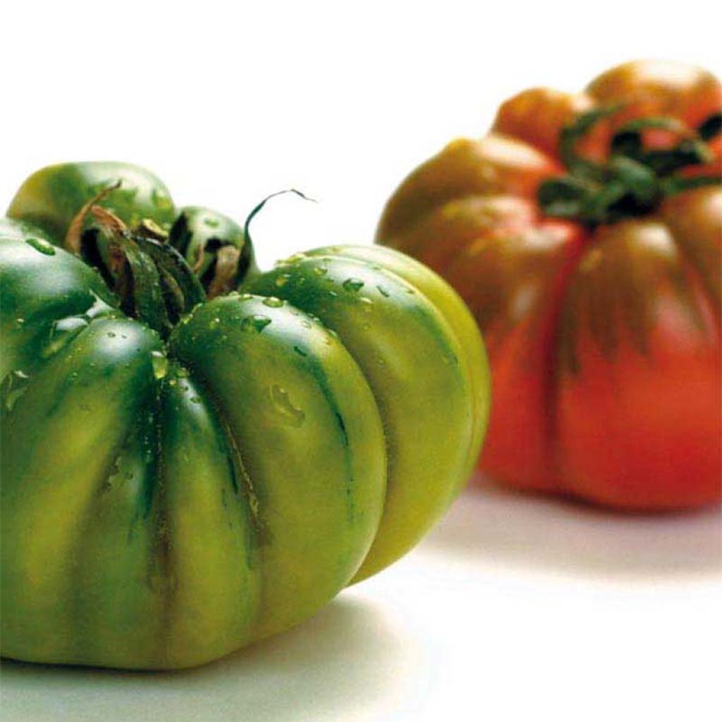 Tomate Costoluto Genovese NT - Ferme de Sainte Marthe - Solanum lycopersicum