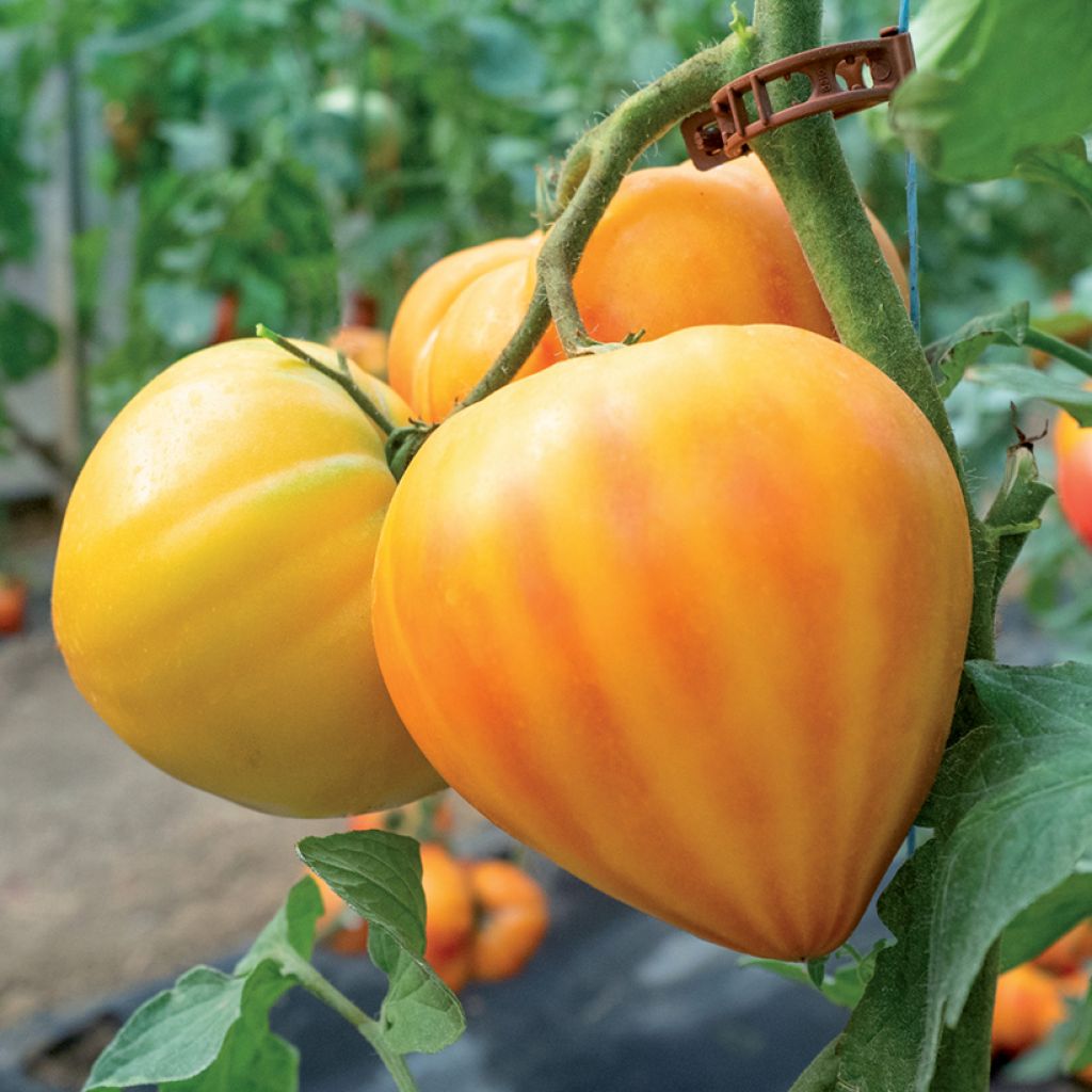 Pomodoro a grandi frutti Gourmansun F1 (piante)