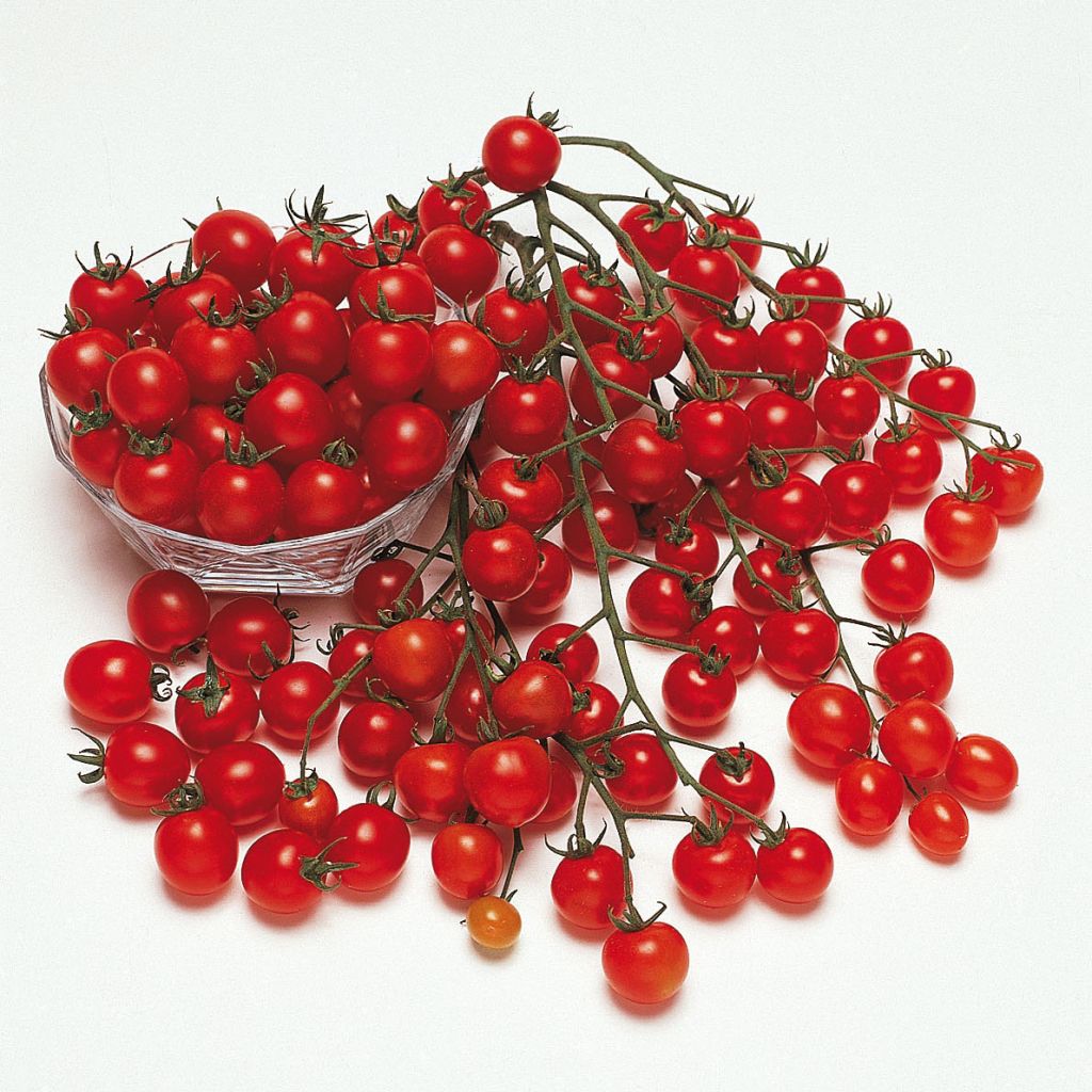 Tomate Pepe F1 - Solanum lycopersicum