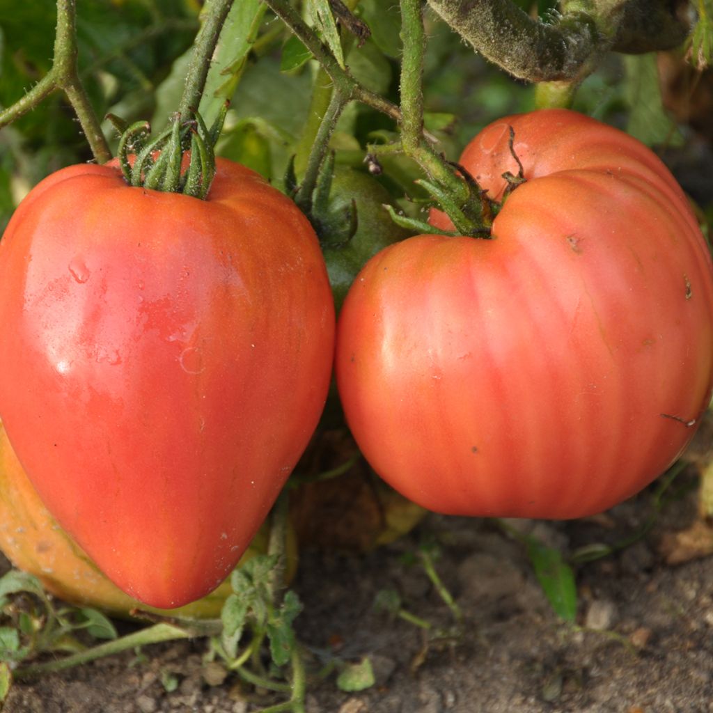 Pomodoro Rosa da Berna Bio - Ferme de Sainte Marthe