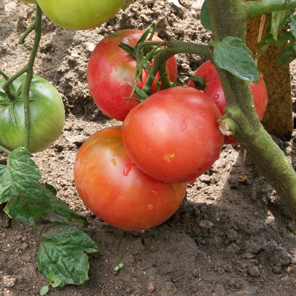 Pomodoro Rosa da Berna Bio - Ferme de Sainte Marthe