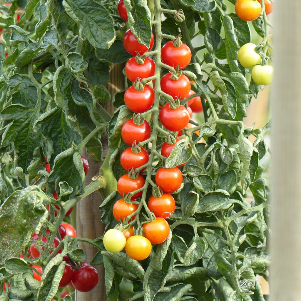 Pomodoro Rubylicious F1