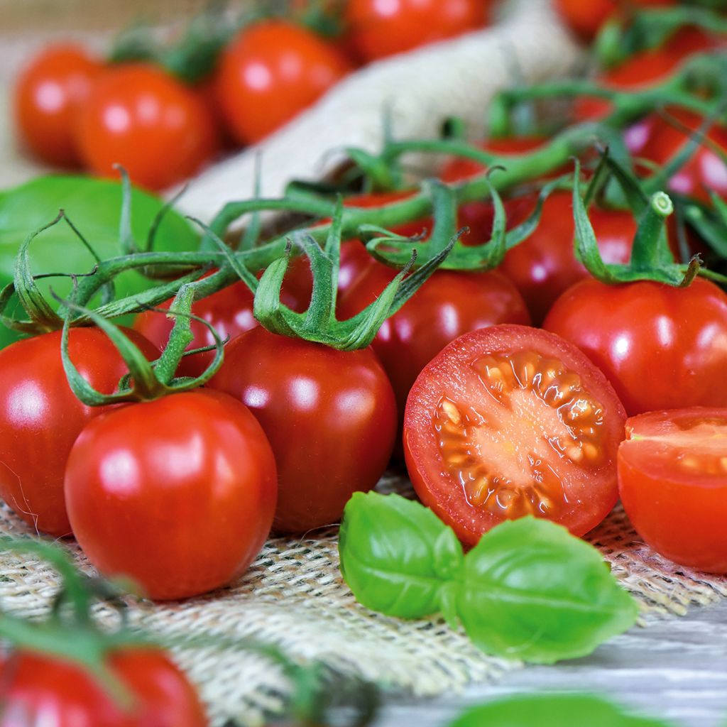 Pomodoro Rubylicious F1