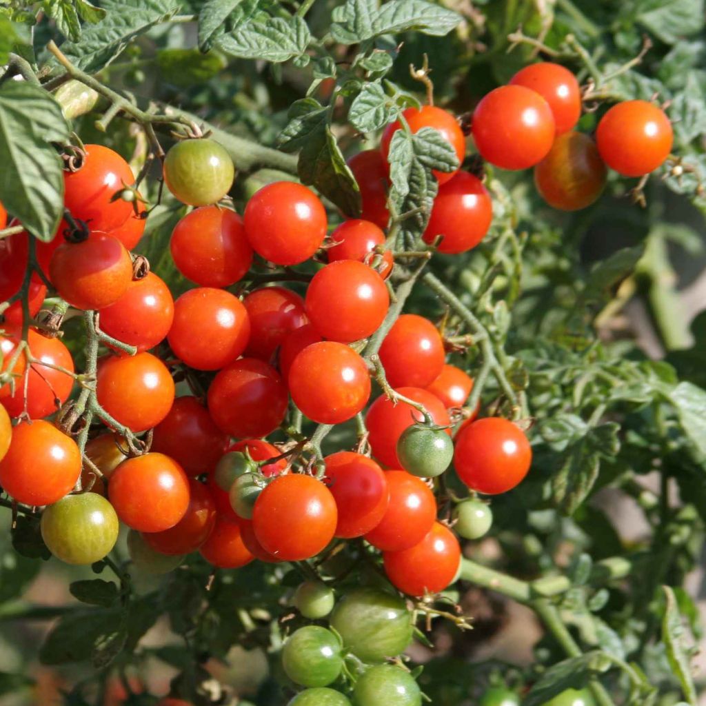 Tomate Sweetbaby - Tomate Cerise