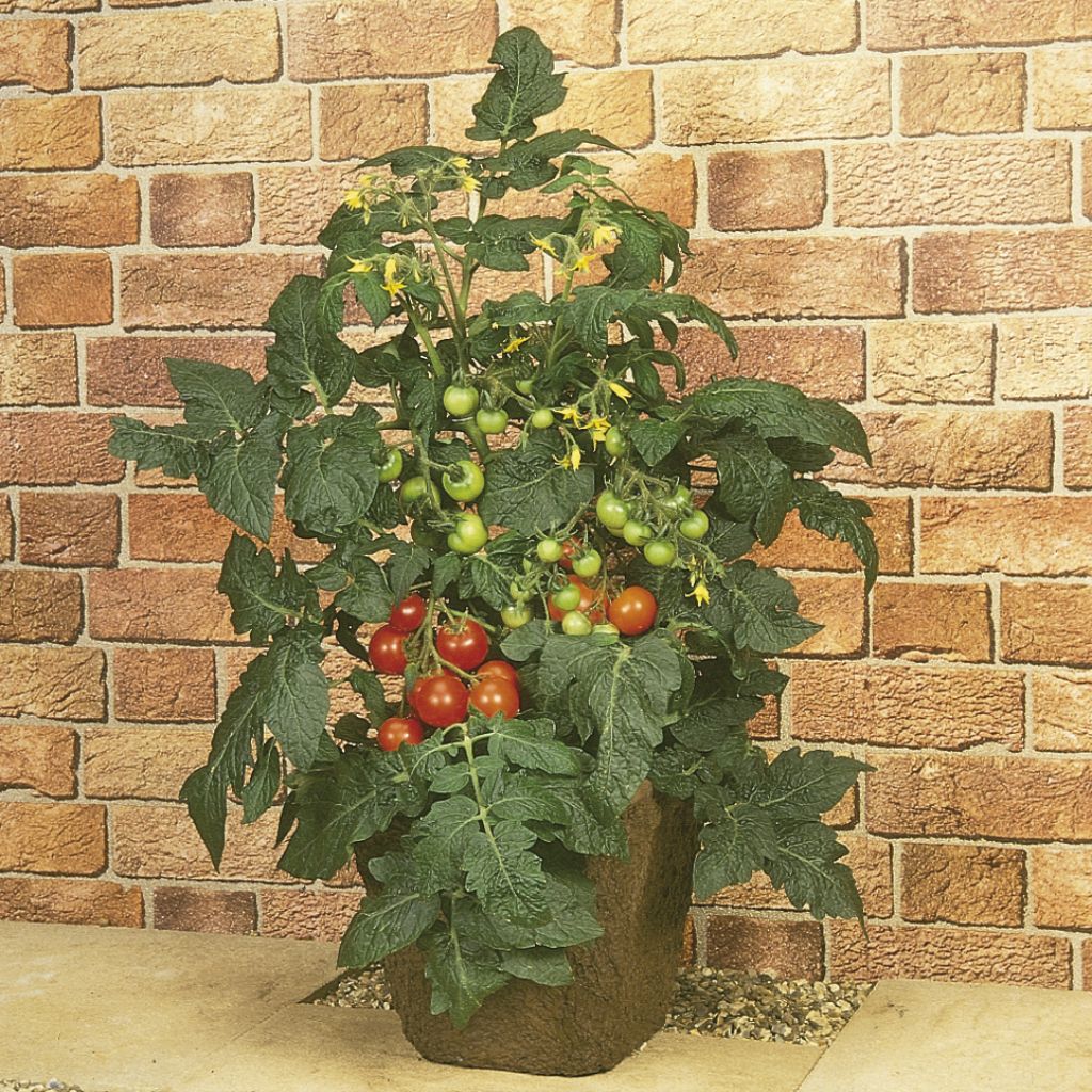 Tomate Totem F1 - Solanum lycopersicum