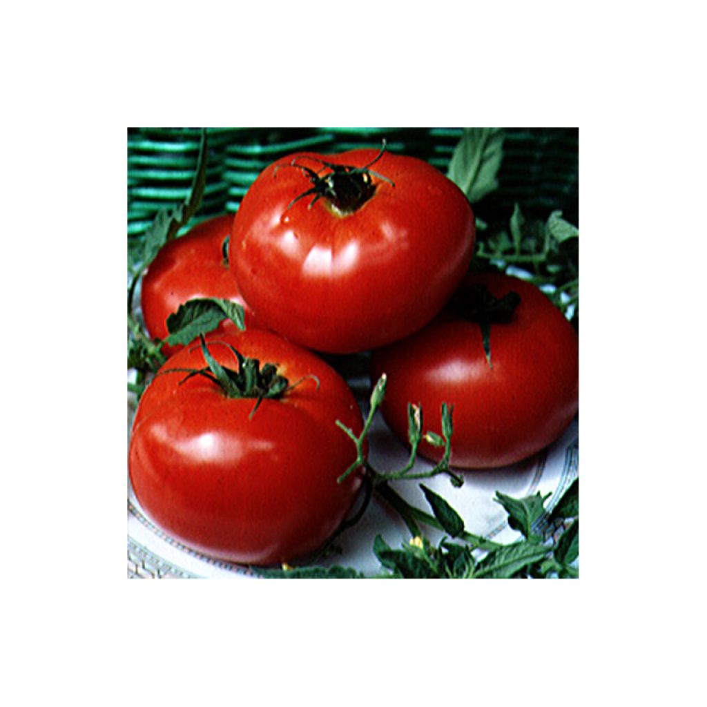 Tomate Beefmaster F1 très gros fruits