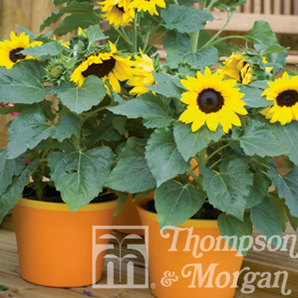 Tournesol nain Choco Sun - Helianthus annuus