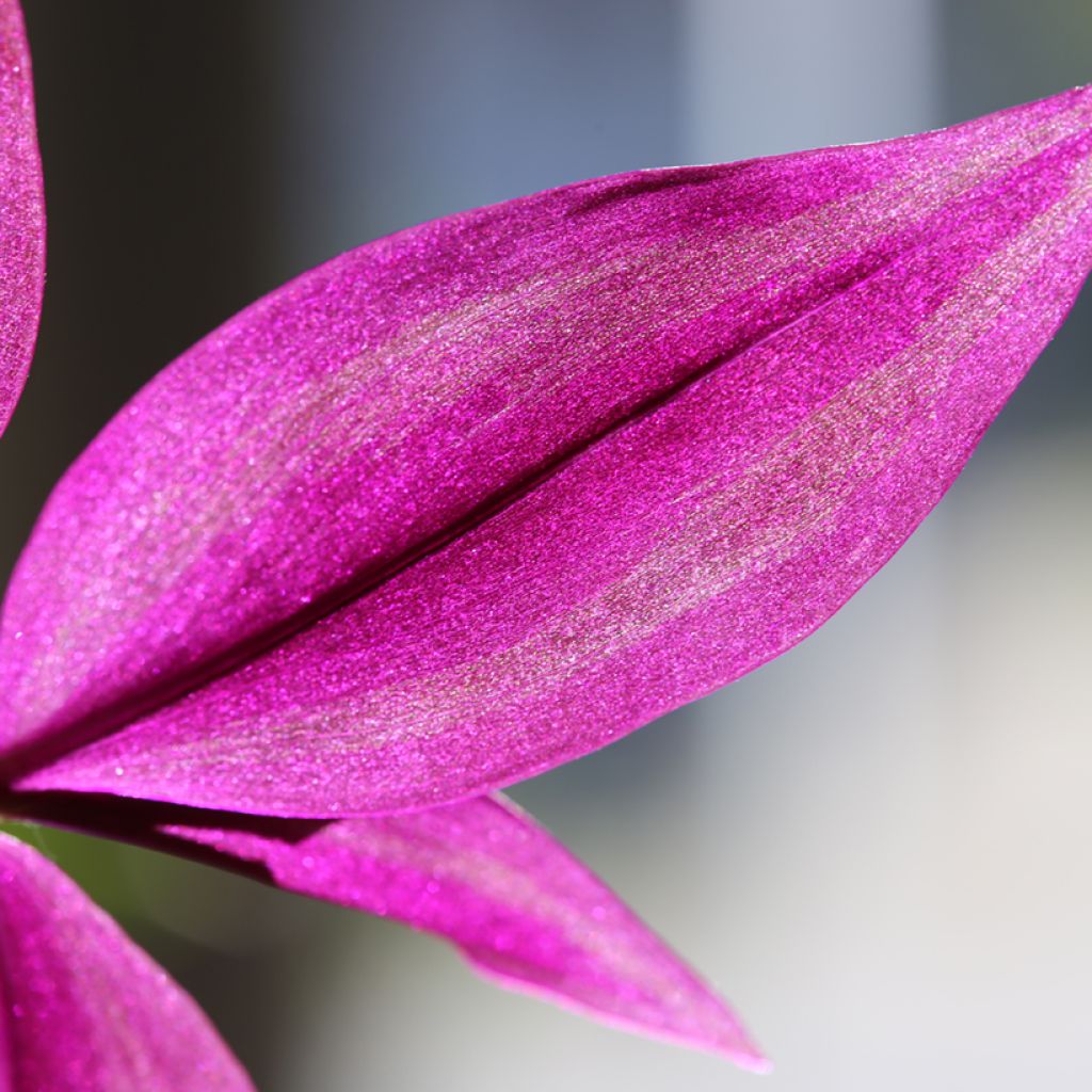 Tradescantia zebrina Pink Paradise - Pianta miseria