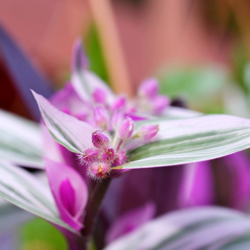 Tradescantia cerinthoides Sweetness - Pianta miseria