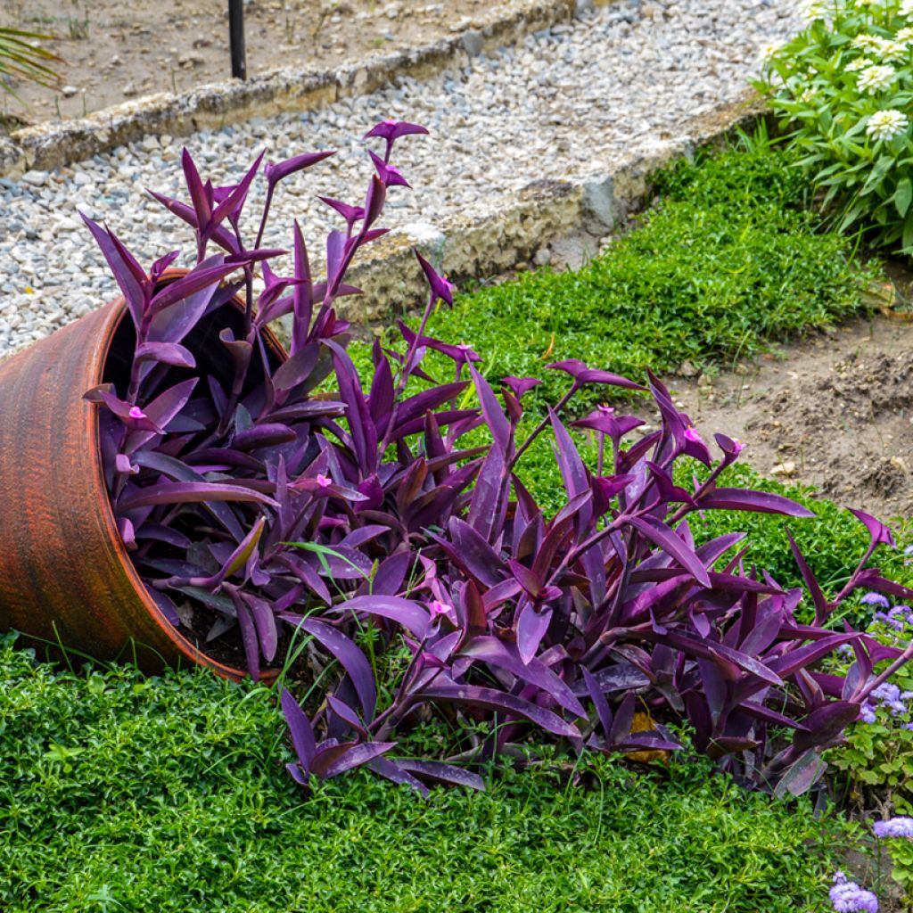 Tradescantia pallida Purple Heart - Pianta miseria