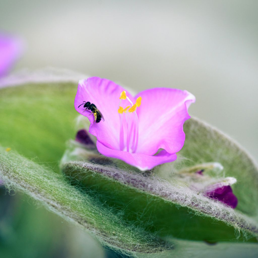 Tradescantia sillamontana - Pianta miseria