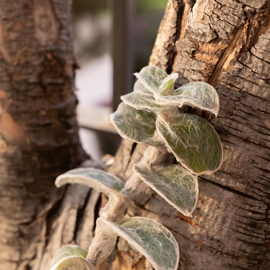 Tradescantia sillamontana - Pianta miseria
