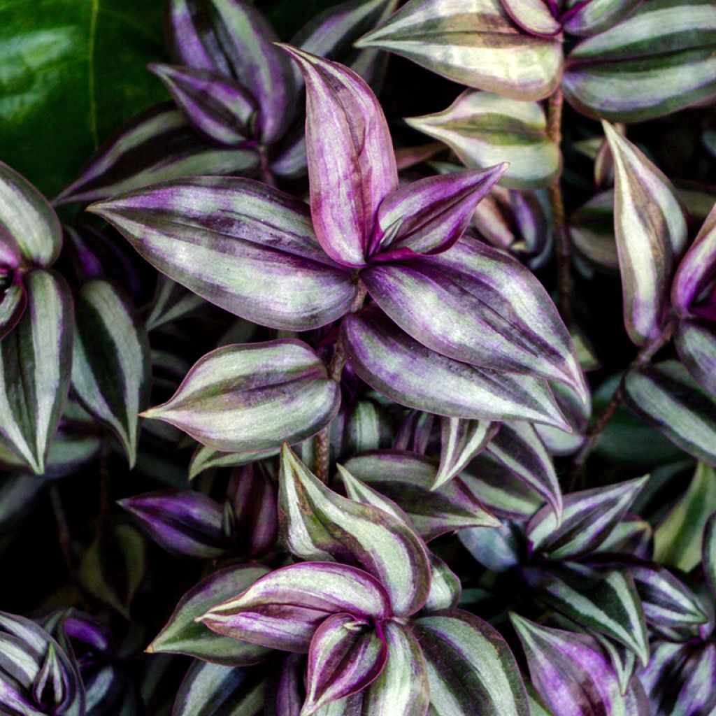 Tradescantia zebrina Pink Joy - Pianta miseria