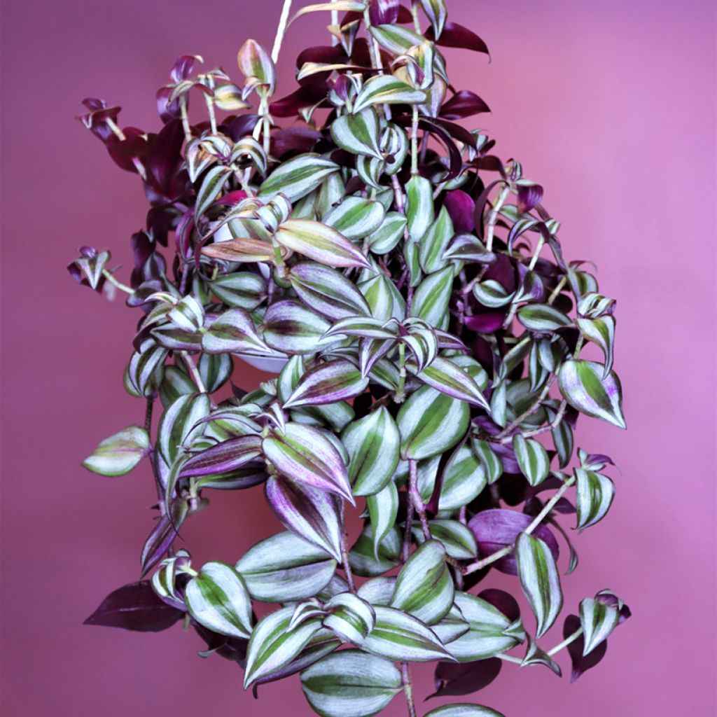 Tradescantia zebrina Pink Joy - Pianta miseria