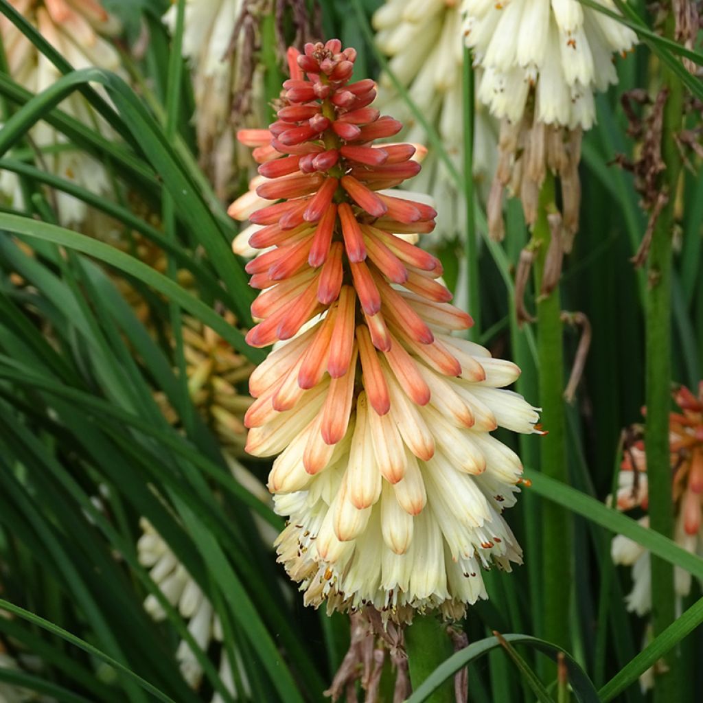 Kniphofia uvaria Orange Vanilla Popsicle - Giglio della torcia