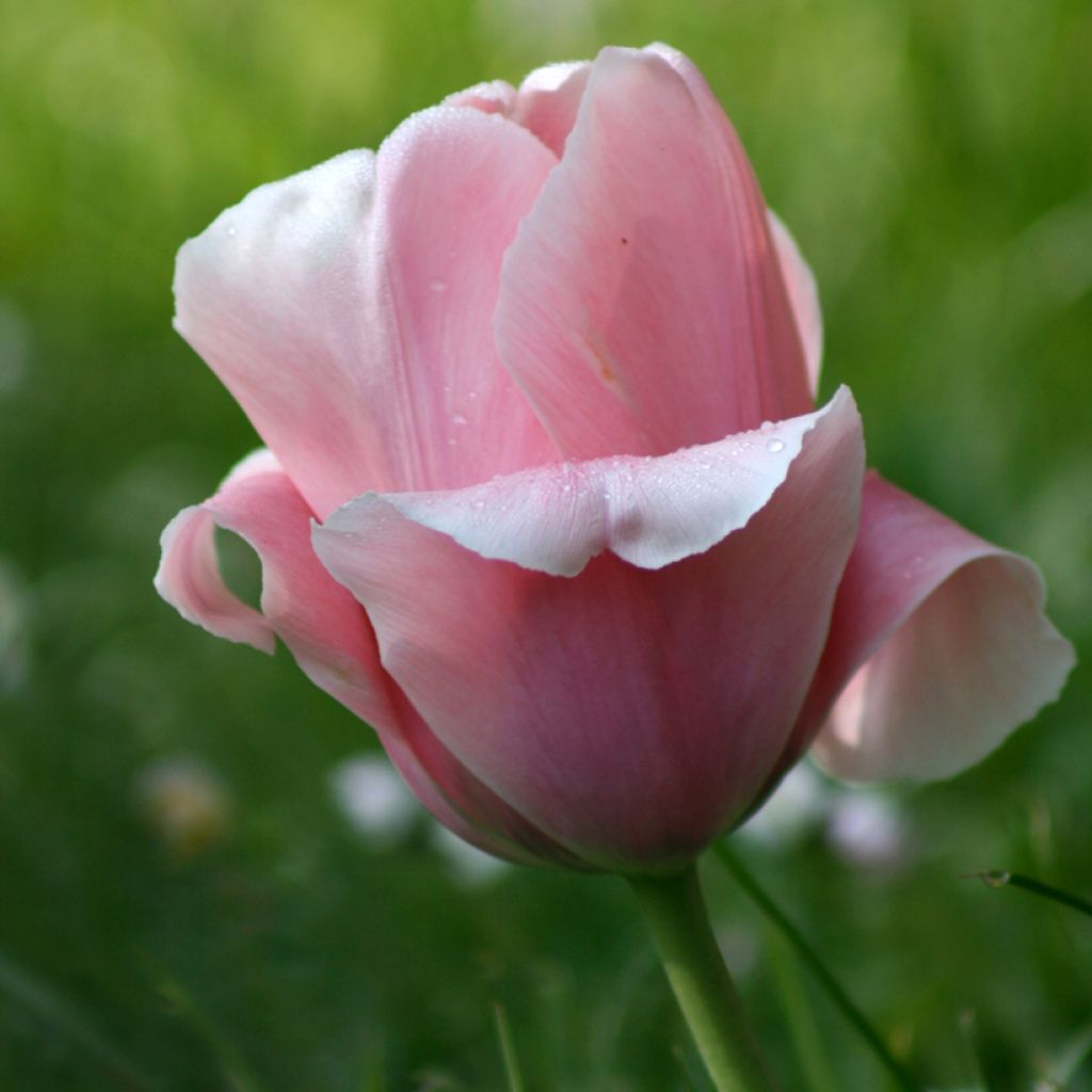 Tulipano Trionfo Beauty Queen